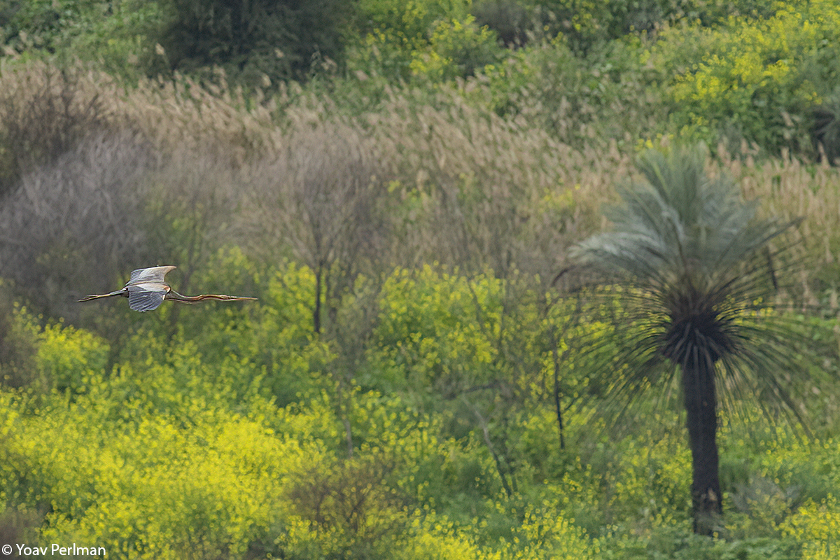 Purple heron
